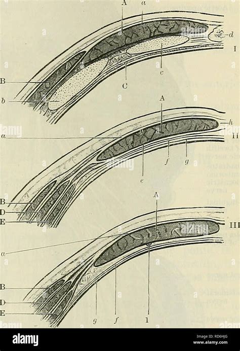 Cunningham de libro de texto de anatomía Anatomía Los músculos de