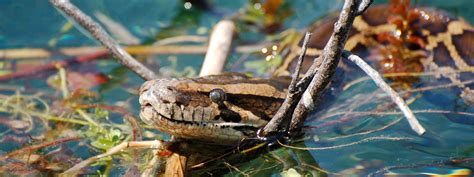 Invasive Species are Transforming the Everglades | FaunaClassifieds