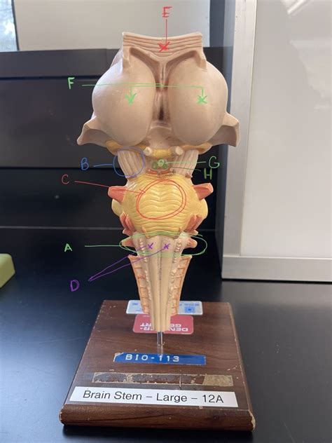 Brain stem Diagram | Quizlet