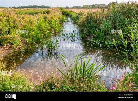 freshwater marshes  norfolk stock photo alamy
