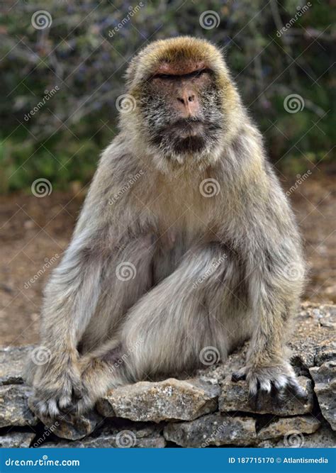 Typical Monkey in Gibraltar Stock Photo - Image of typical, monkeys