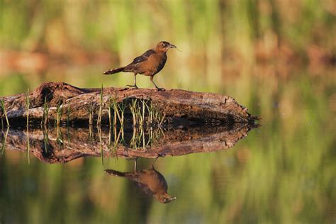 What You Need To Know About Grackles Texas Worst Bird