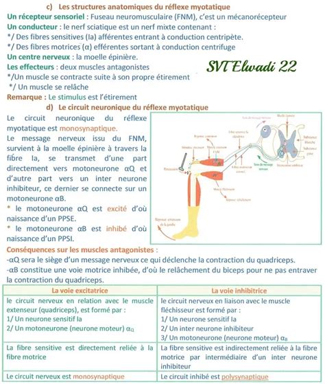 Bac Sc Exp Rimentales Sciences Svt Un Excellent R Sum De Neurophysiologie