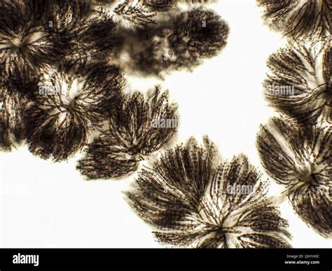 Batrachospermum Sp Algae Under Microscopic View Genus Of Freshwater