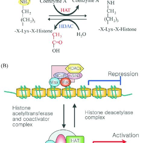 Schematic Hdac Model And Co Repressor Interaction In Hdac Complex And