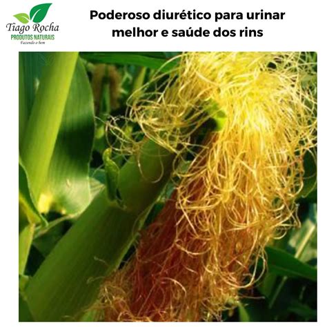 Chá De Cabelo De Milho E Bom Para Os Rins