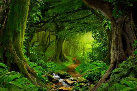 Tropical Jungle Rainforest Footpath Landscape Photo