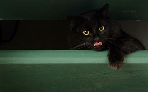 Black Cat Green Black Cat Kitten Pink Tongue Animal Hd