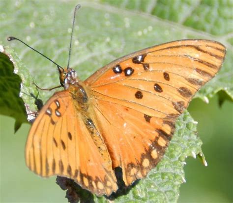 Gulf Fritillary In Northern California Agraulis Incarnata Bugguide Net