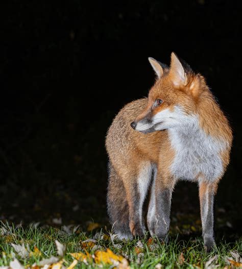Urban Fox Photography Workshops — Marc Humphrey Photography