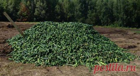 Agro - портал о садоводстве | сад, огород | Постила