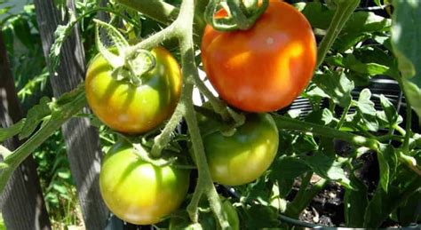 5‌ ‌Quick‌ ‌and‌ ‌Easy‌ ‌Tips‌ ‌for‌ ‌Your‌ ‌Container‌ ‌Tomatoes