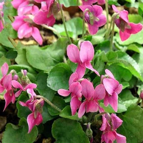 Potseed Viola Odorata F Rubra Red Fragrance Viola 30 Seeds Amazon De