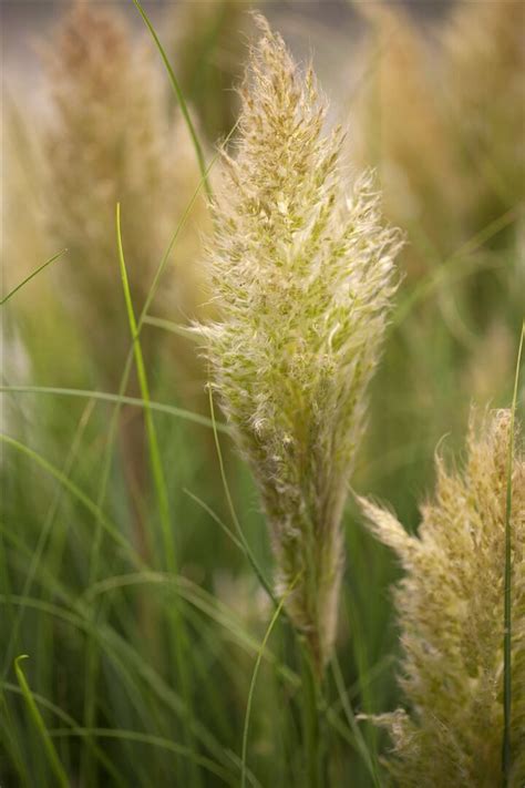 Cortaderia Selloana Pumila Kleines Pampasgras