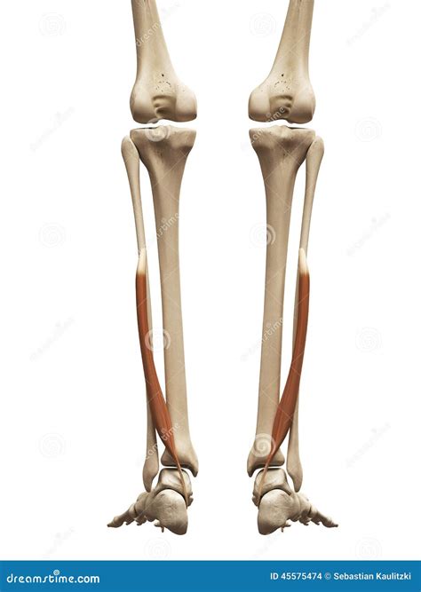 The Flexor Hallucis Royalty-Free Illustration | CartoonDealer.com