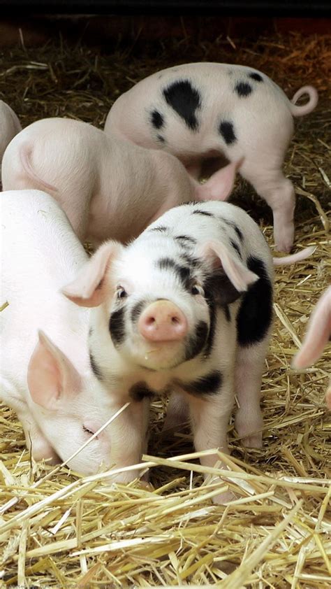 Baby Pig Wallpaper (56+ images)