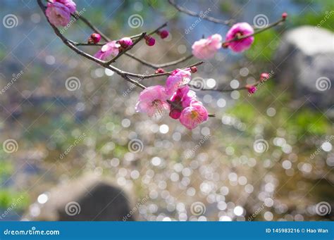 Flores Del Ciruelo En La Plena Floraci N En Jard N Del Este Del Flor