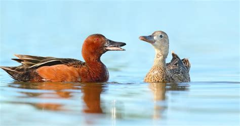 25 Types Of Ducks In Florida With Pictures Animal Hype