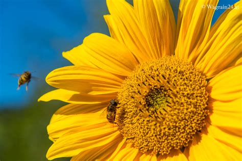 Sonnenblume Mit Bienen Garten Im Unterwimmhof Gartenanlage Im