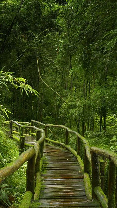 Jungle Bridge Wallpapers - Top Free Jungle Bridge Backgrounds ...