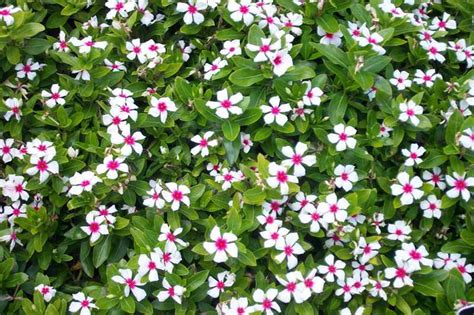 Catharanthus roseus - Jersey-Friendly Yards