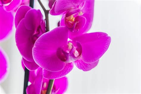 Coseup Da Orqu Dea Violeta De Floresc Ncia Do Phalaenopsis No Peitoril