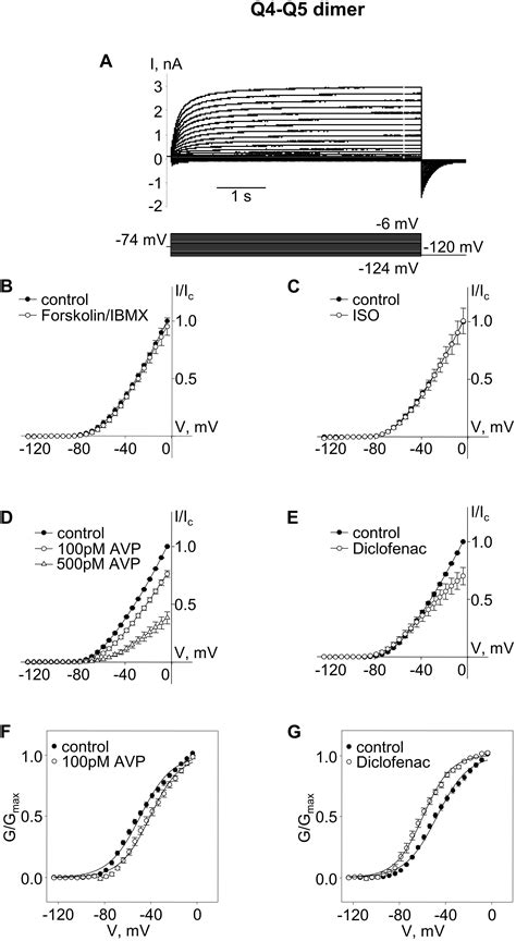 Frontiers Heteromeric Channels Formed From Alternating Kv And Kv