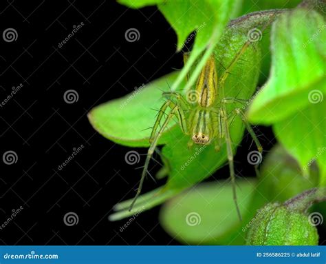 Strip Lynx Spider Camouflage In The Flower Pistils Stock Image Image