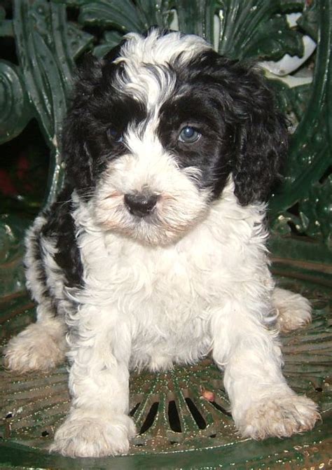 Pictures Of Parti Labradoodle Puppies