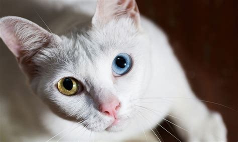 13 Cat Breeds With Blue Eyes | BeChewy