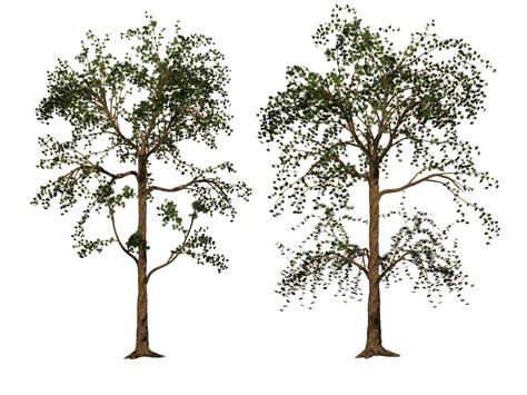 Trees 01 Png Stock By Roy3d On Deviantart