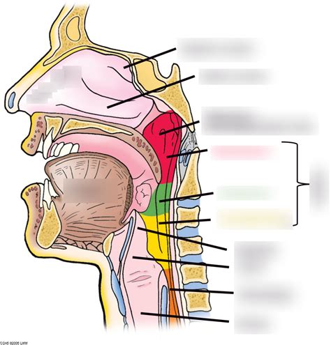 Structure Of The Upper Respiratory Tract Diagram Quizlet