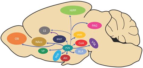 Oxytocin And Vasopressin Powerful Regulators Of Social Behavior