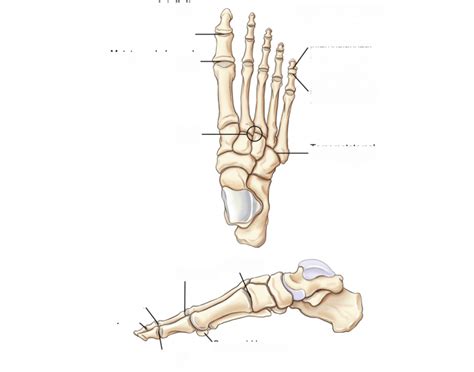 Navicular, cuneiforms(3), and cuboid Quiz