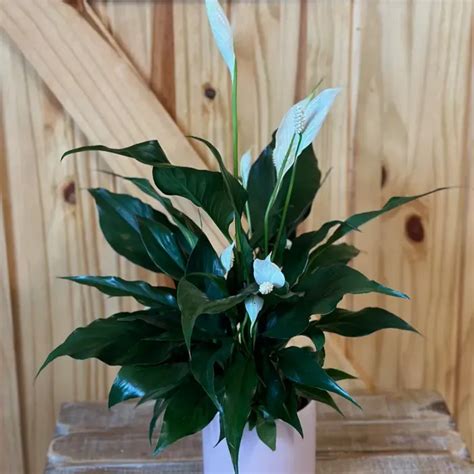 Modern Peace Lily Spathiphyllum Plant