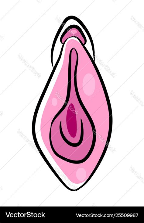 Human Vagina Vaginal Opening Or Female Royalty Free Vector