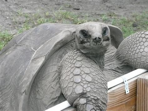 Aldabra Tortoise or Geochelone Gigantea