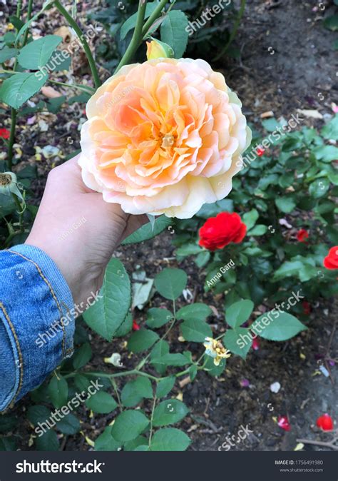 beautiful pictures real flowers stock photo  shutterstock