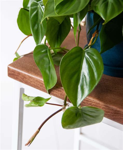 Vine Plant Heart Shaped Leaves at Danica Jones blog