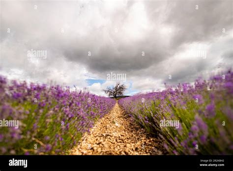 Fields Of Lavender In Bloom On The Valensole Plateau With Mature Tree