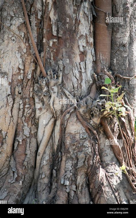 Tree Trunk Texture Hi Res Stock Photography And Images Alamy