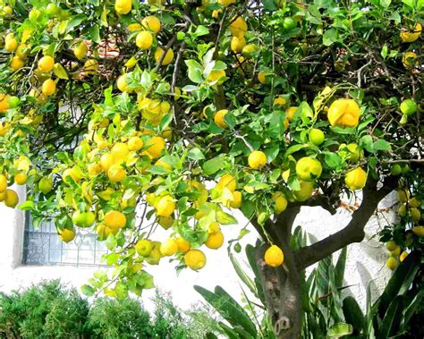 Lemon Tree For Sale In Uk 76 Used Lemon Trees