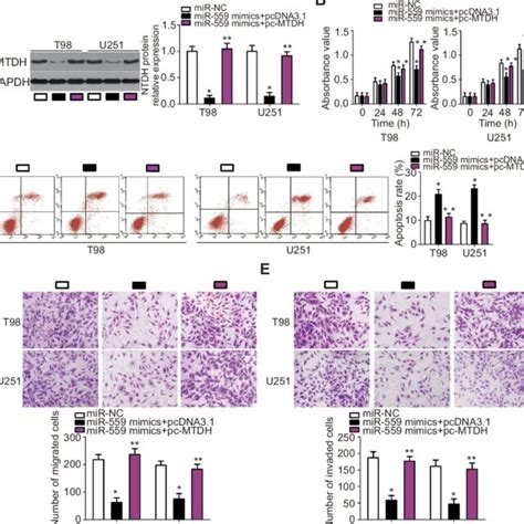 MTDH Reintroduction Reverses The Antitumor Effects Of MiR 559 In GBM