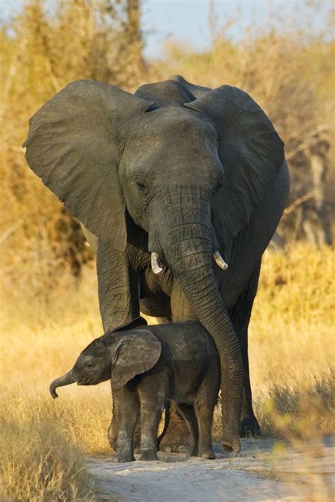 Mother & Baby Elephant | Elephant pictures, Elephant, Elephants photos