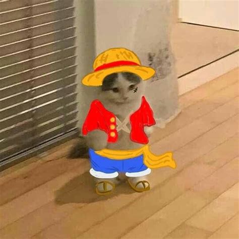 Cat Luffy Котята Смешные фотографии животных Веселые мемы