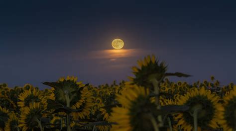 Once In A Blue Moon Rising Over A Sunflower Field This Past Friday