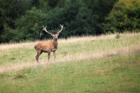 El Ciervo Rojo Cervus Elaphus Macho Adulto En El Borde De Un Bosque