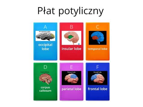 Test your knowledge about the brain - Quiz