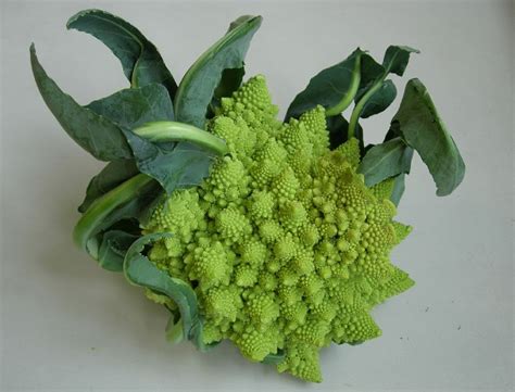 Brassica oleracea (Brassicaceae) image 38906 at