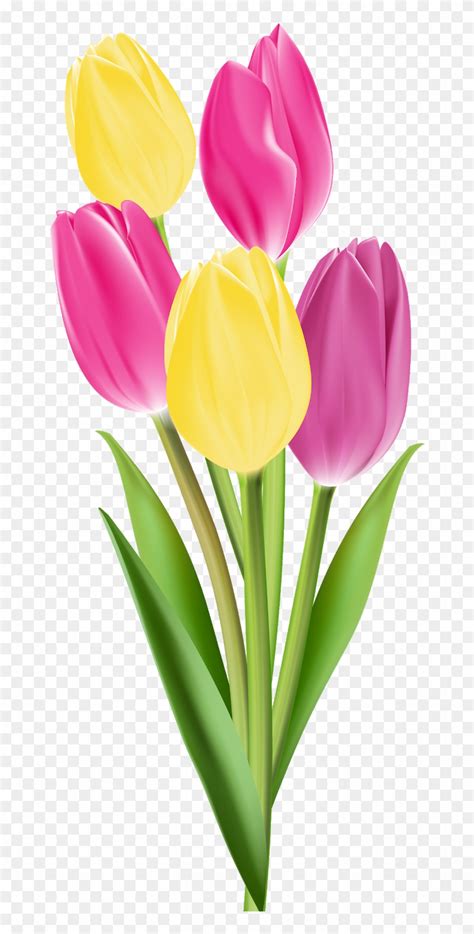 Tulip Flower Bouquet Clip Art Single Flowers Png Transparent Png